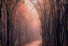 B体育：[NBA]约基奇28分 送四连败.